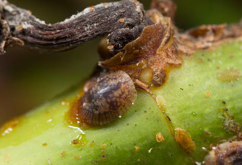 Cucumber-Brown soft scale