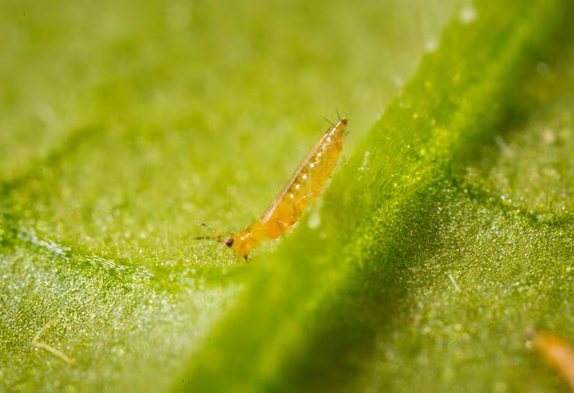 Thrips des fraises et des fleurs de l'Ouest - Vente au détail Koppert ...