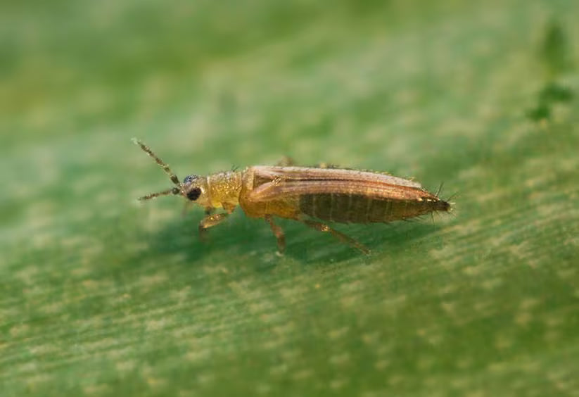 Cannabis-Onion thrips