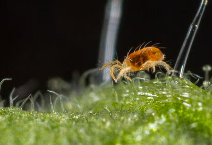 Strawberry-Spider mite