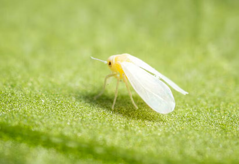Strawberry-Greenhouse whitefly