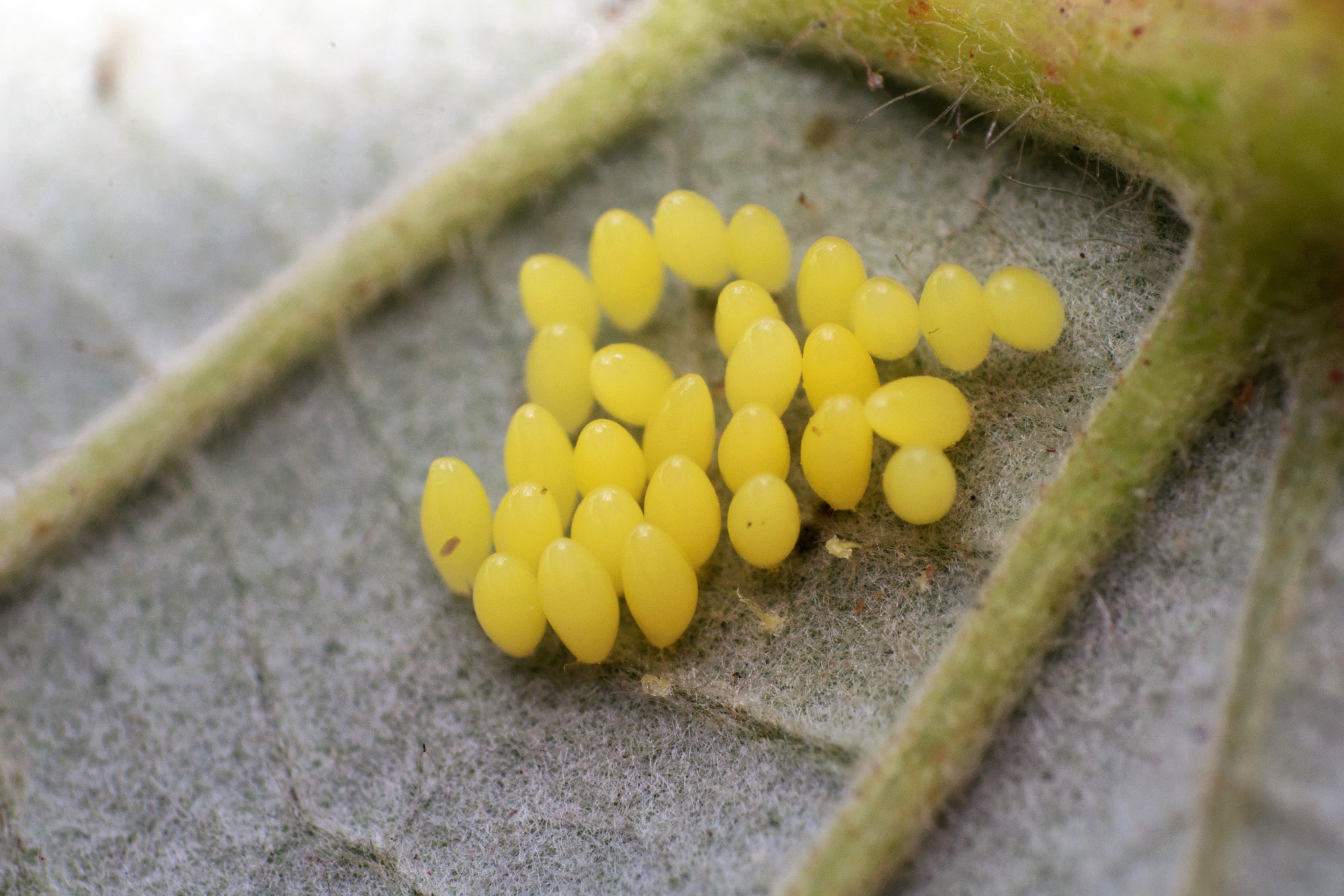 œufs jaunes regroupés sur une feuille