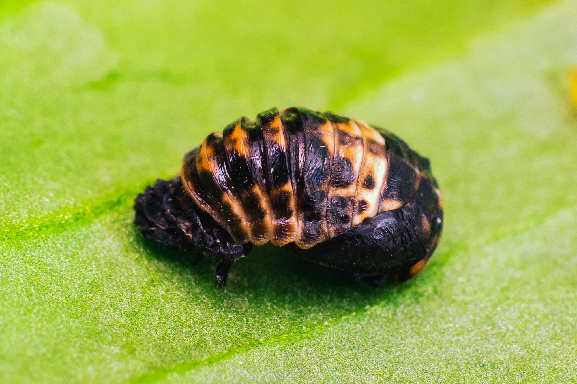 Pupe de coccinelle à deux points sur une feuille verte