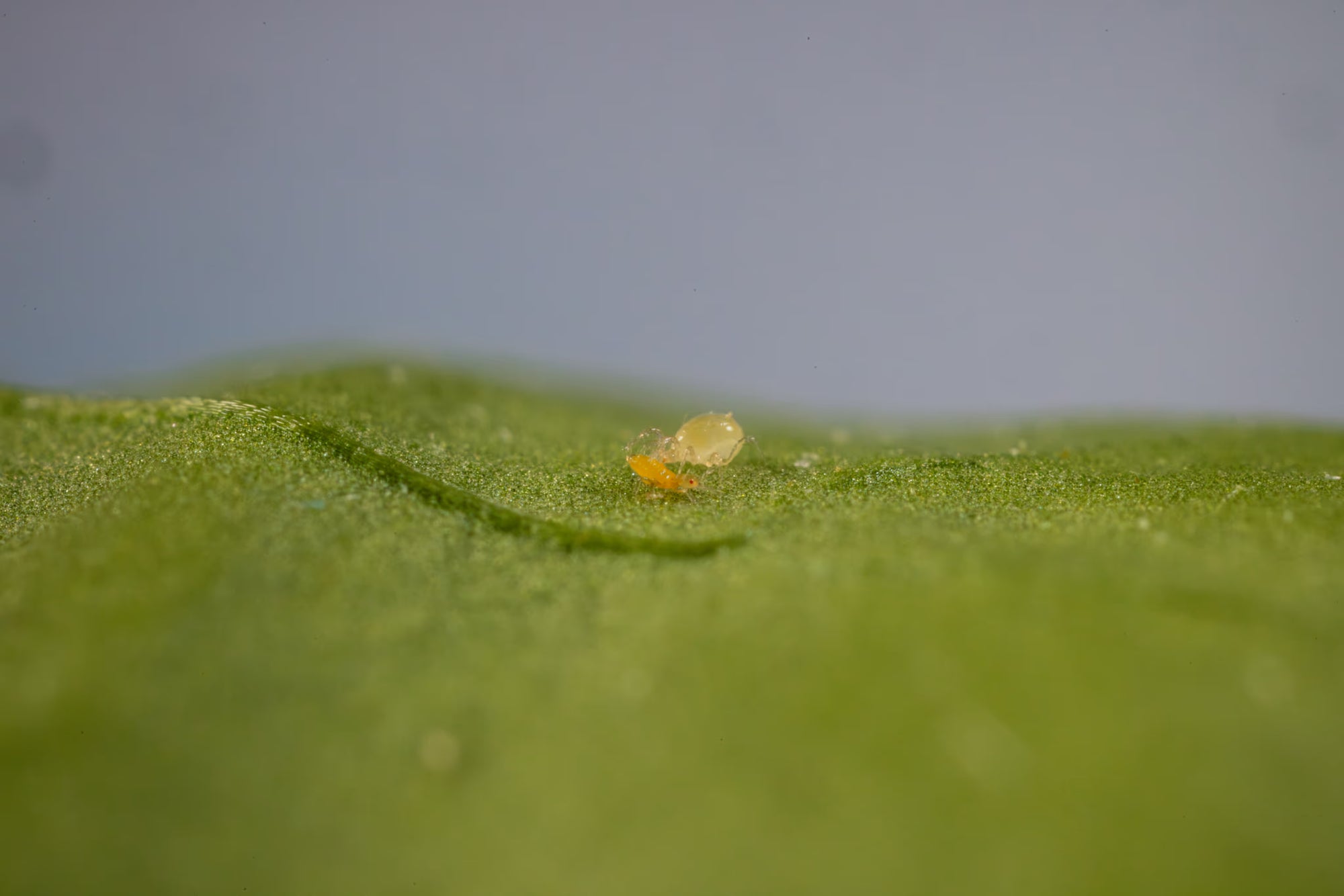 Amblydromalus limonicus attacking a thrips on a green leaf with a blurred background