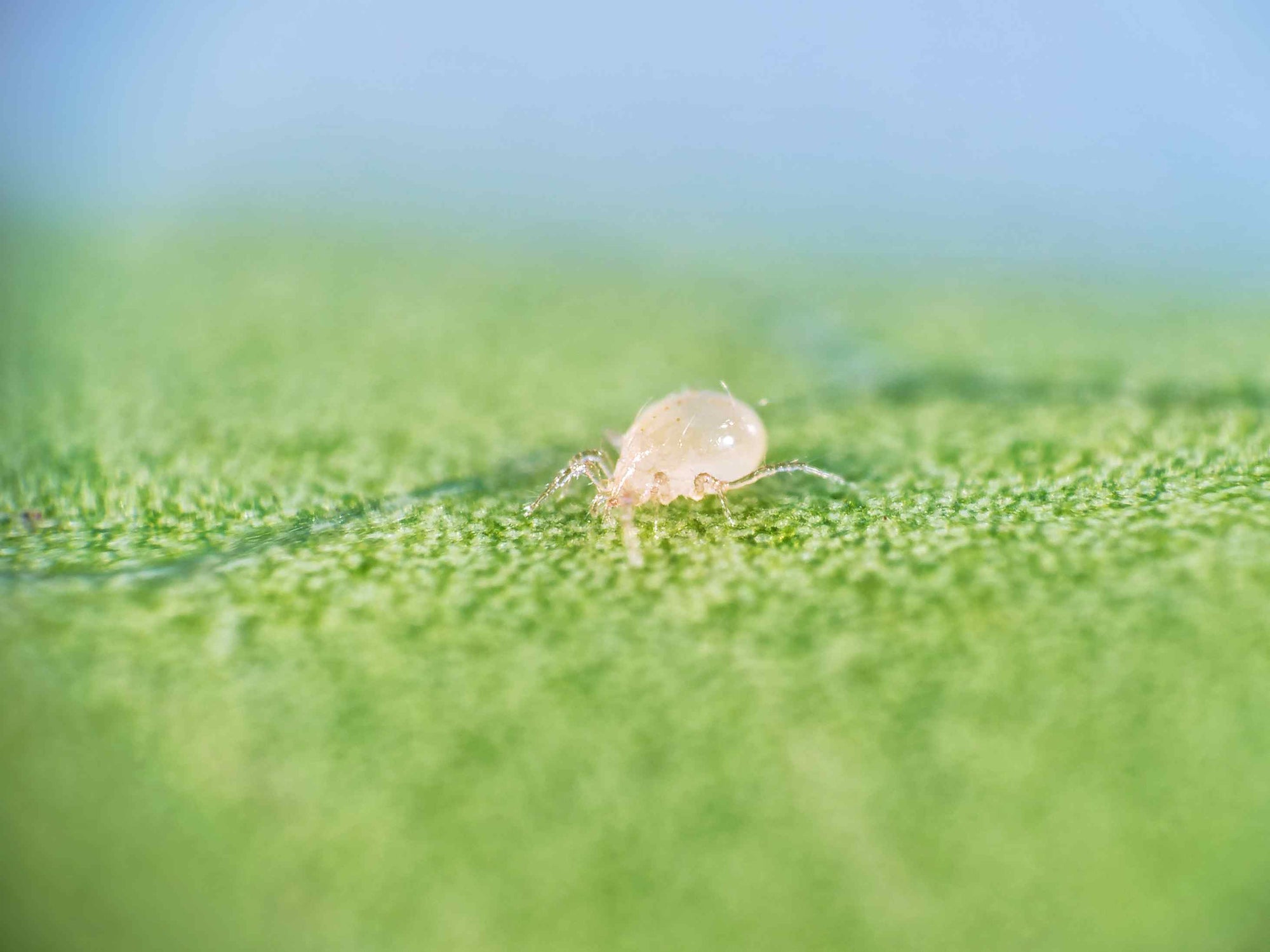 Small mite on a green leaf with a blurred blue background