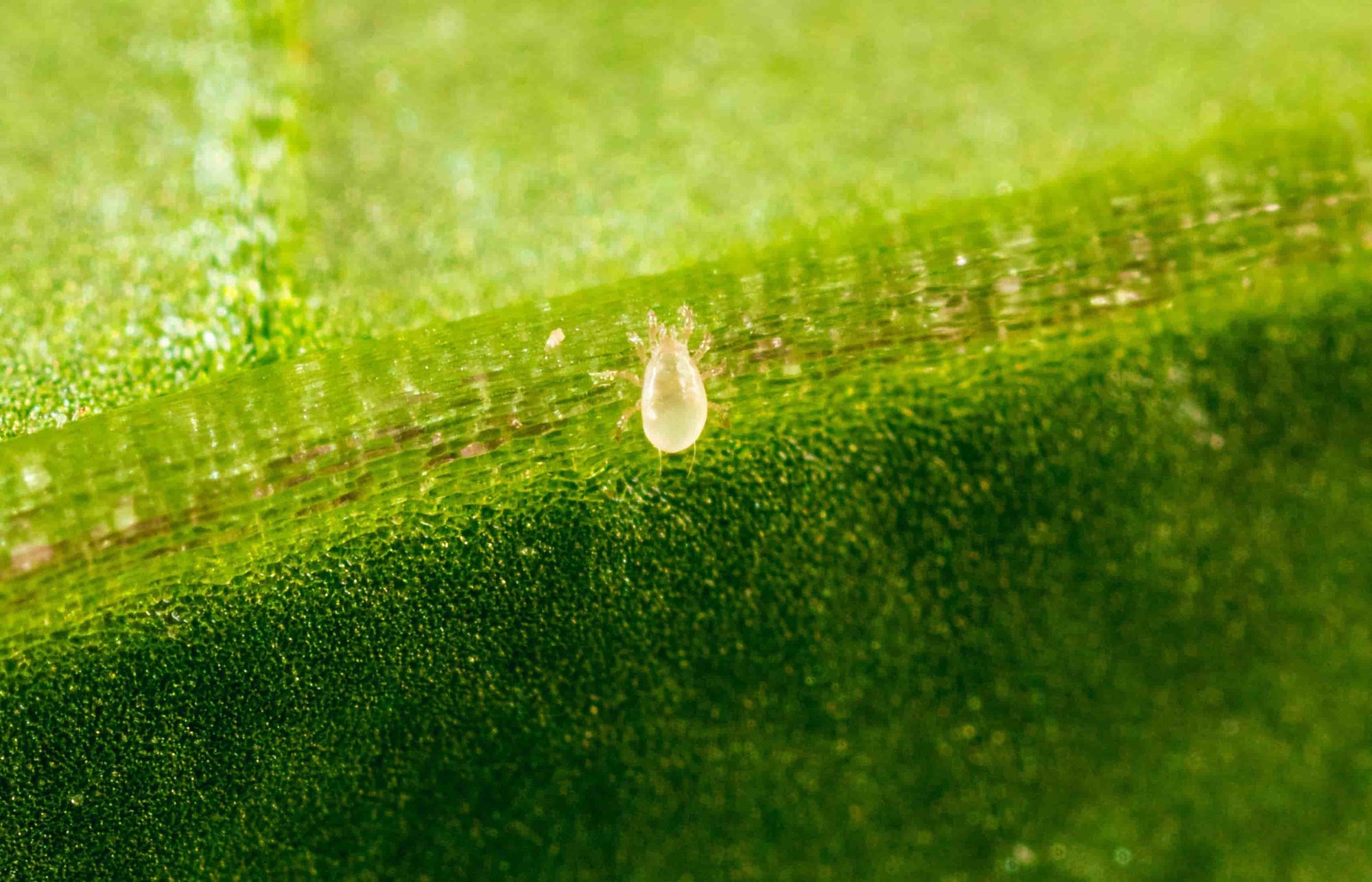 Mite on a green leaf