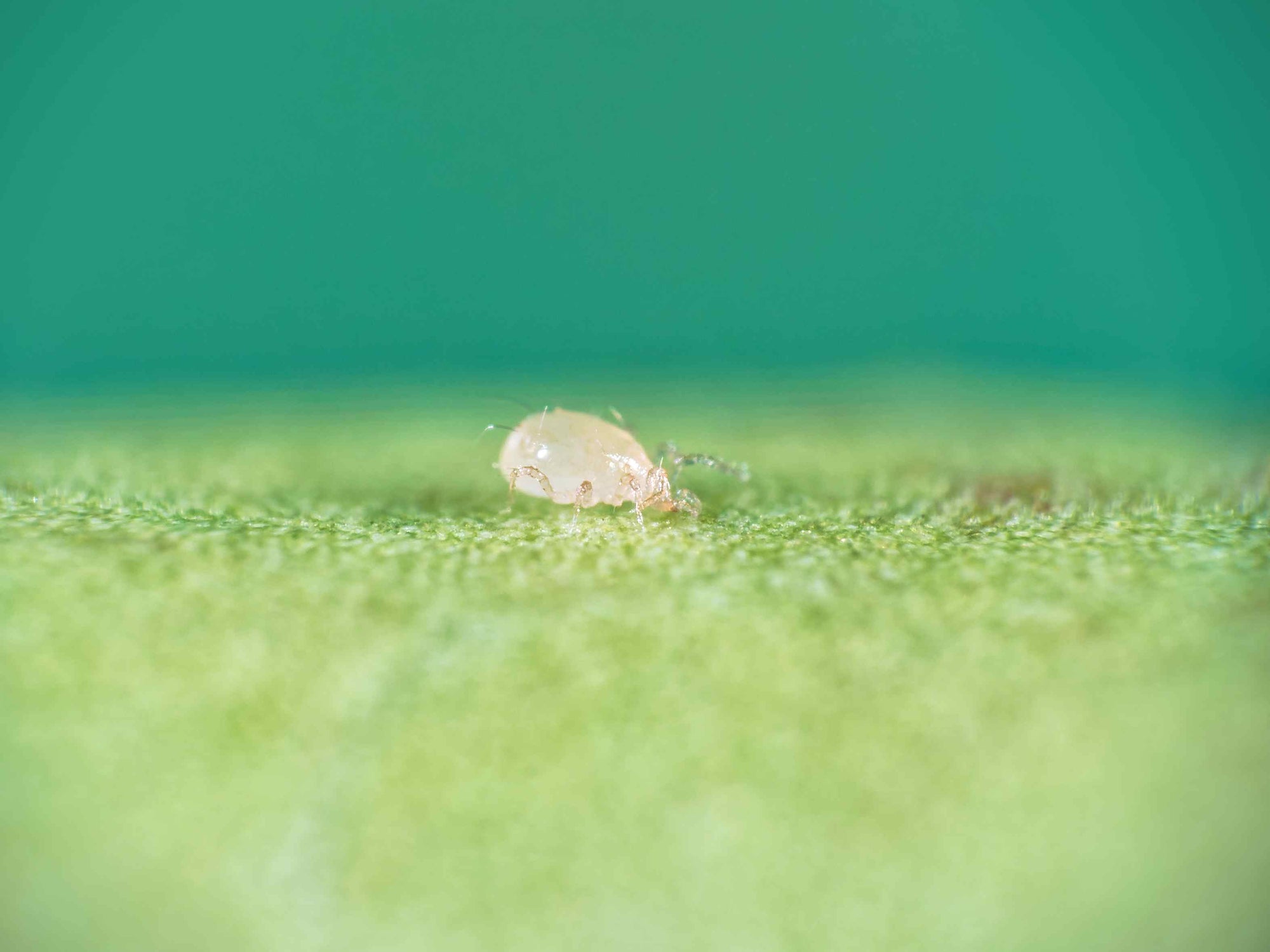 Small mite on a green leaf with a blurred green background