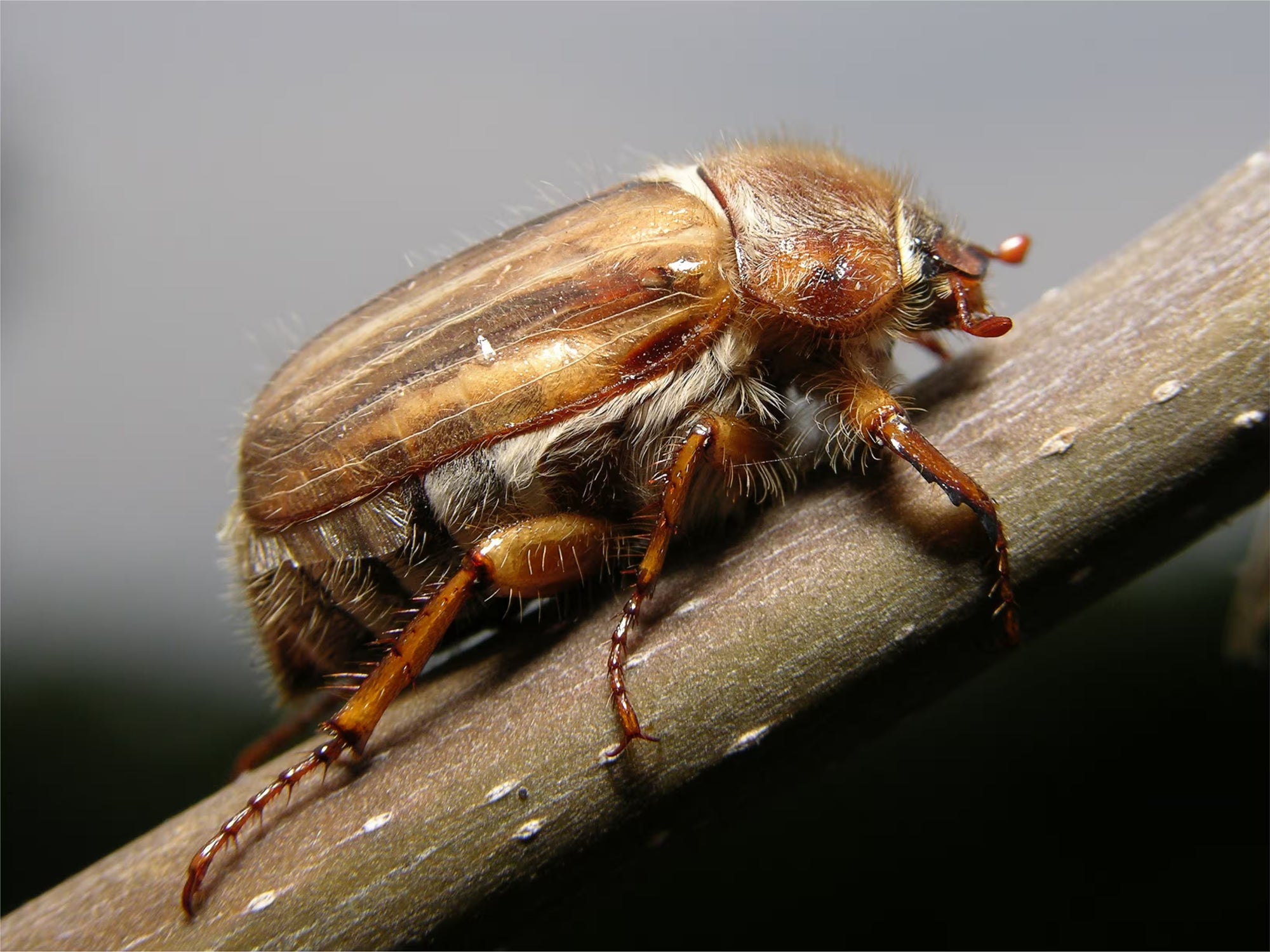 Close-up of a June Beetle on a twig with a grey and black background