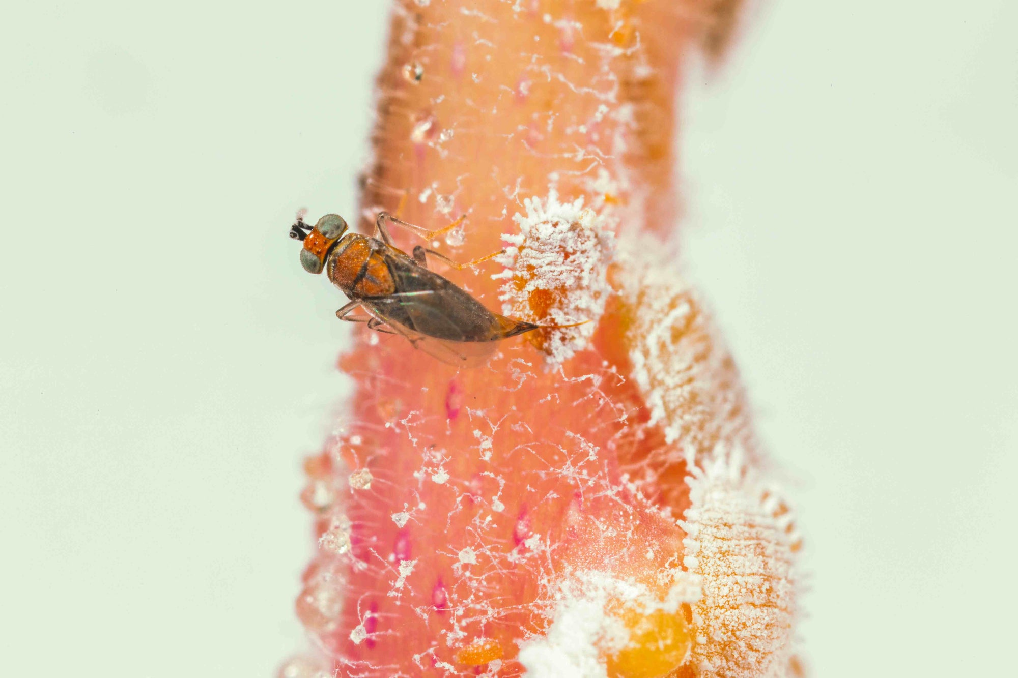 Small insect on a pink surface with white spots and mealybugs