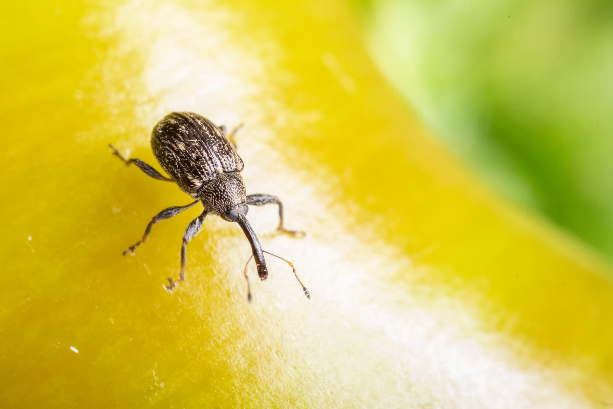 Pepper weevil on a yellow surface with a blurred green background