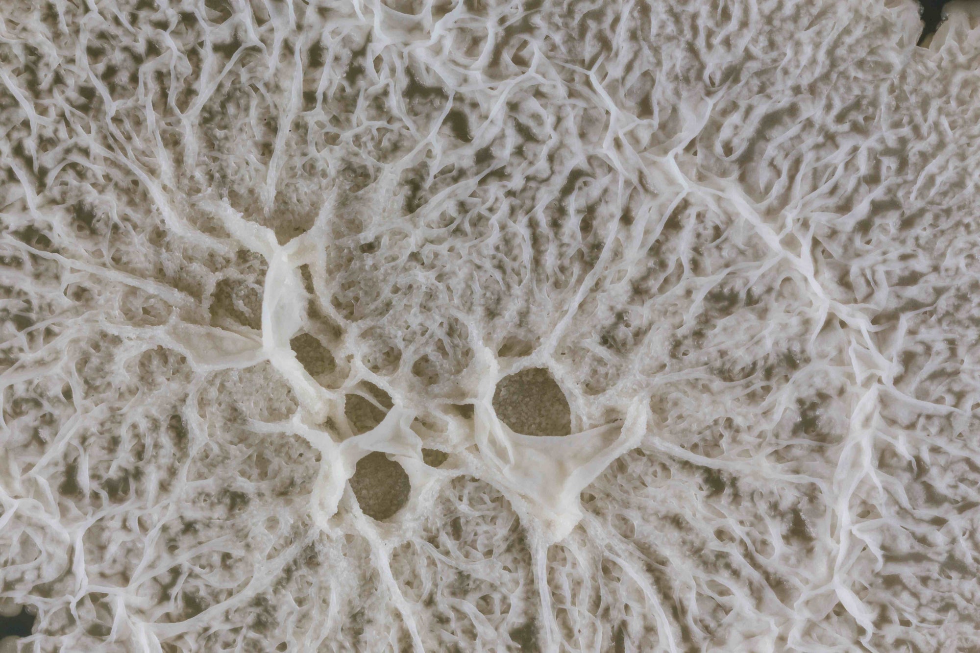 Close-up of a textured surface with intricate patterns