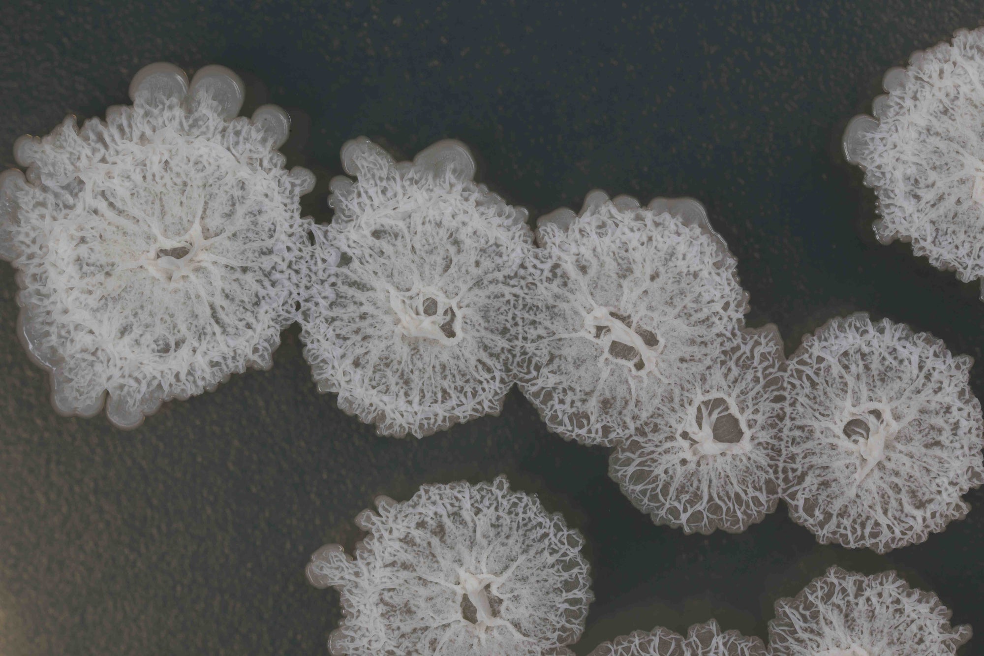 Close-up of white coral-like structures on a dark background