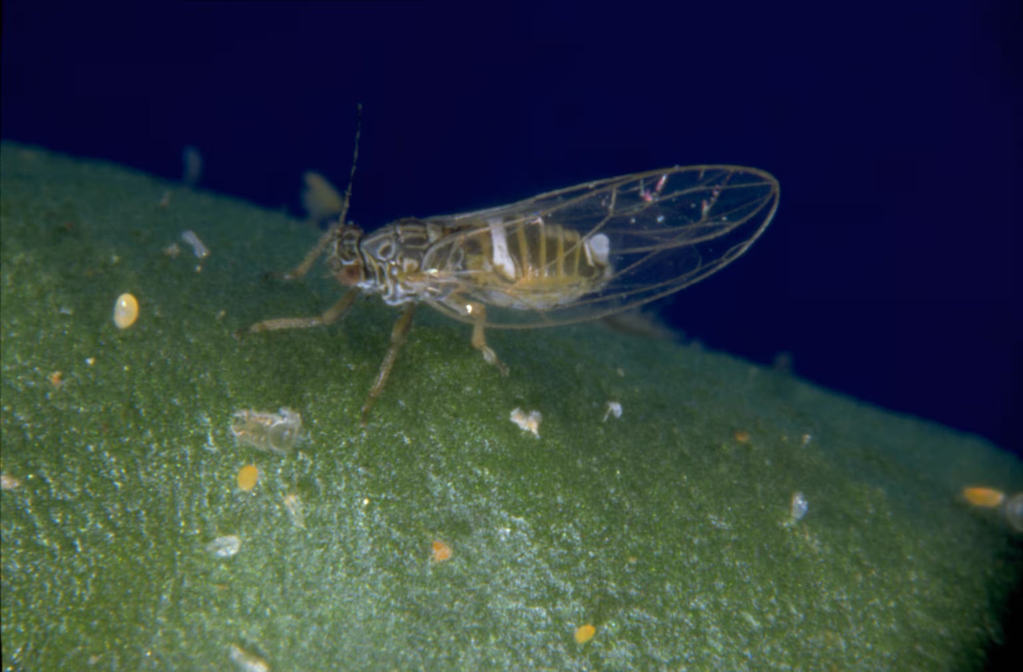 tomato psyllid leaf with a dark background