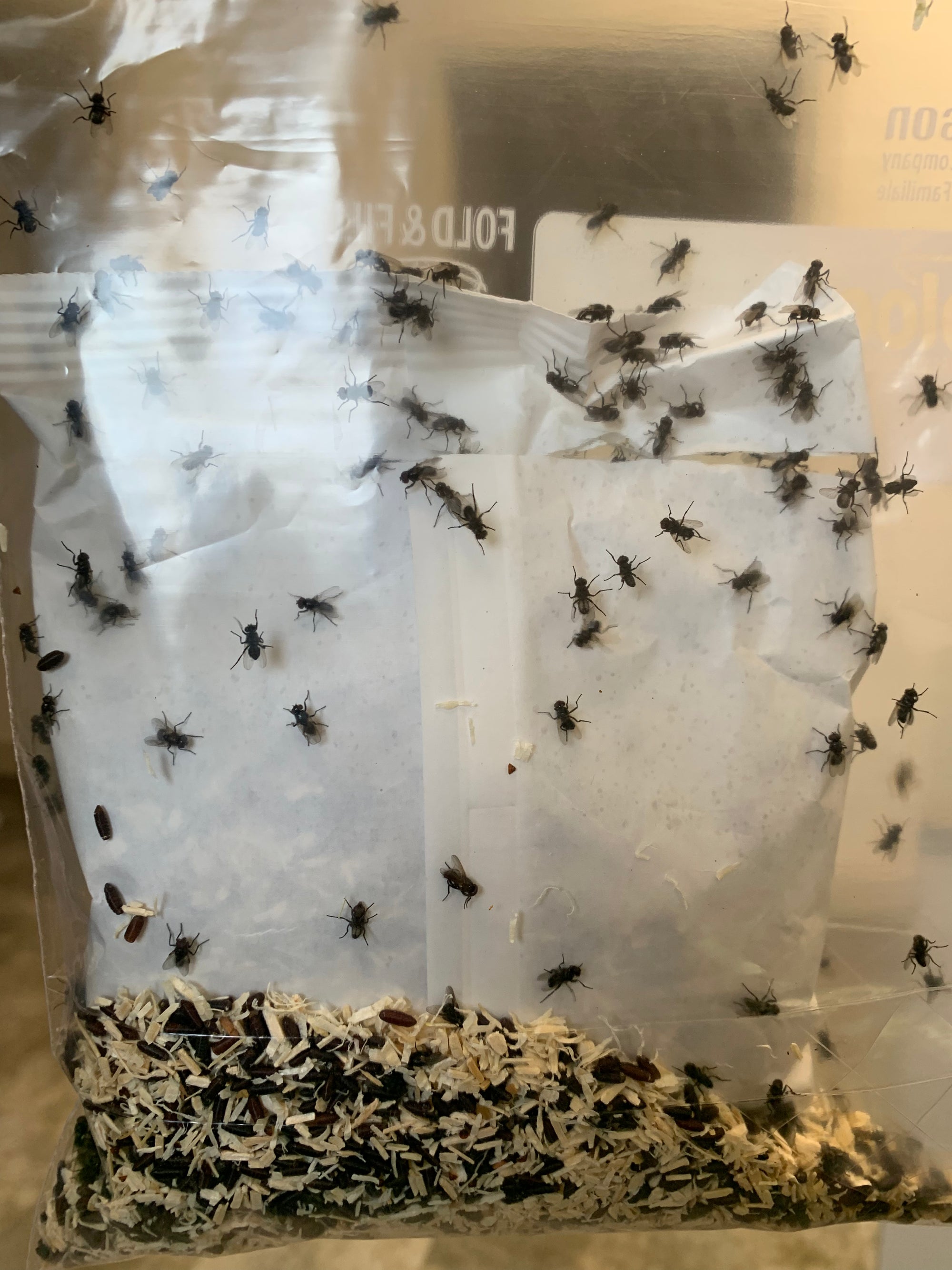Hydrotaea aenescens in a plastic bag.