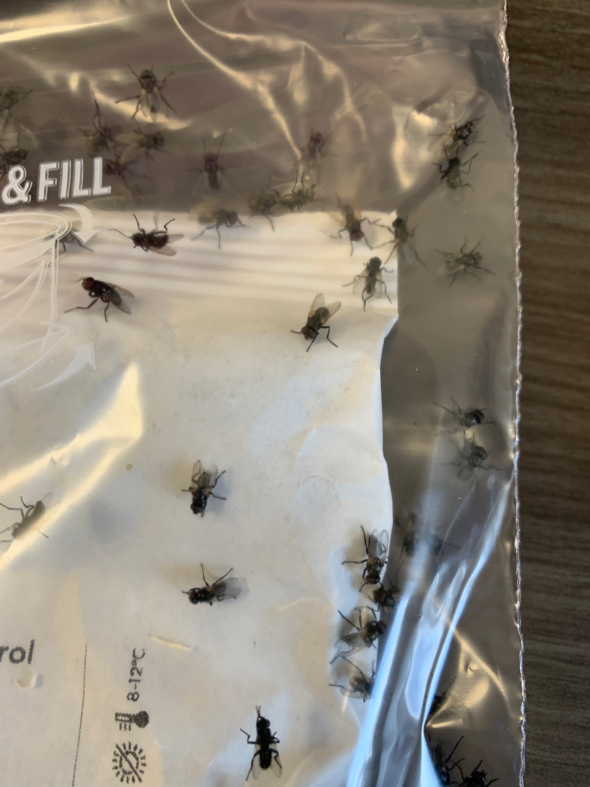 Hydrotaea aenescens in a labeled plastic bag with text and symbols.