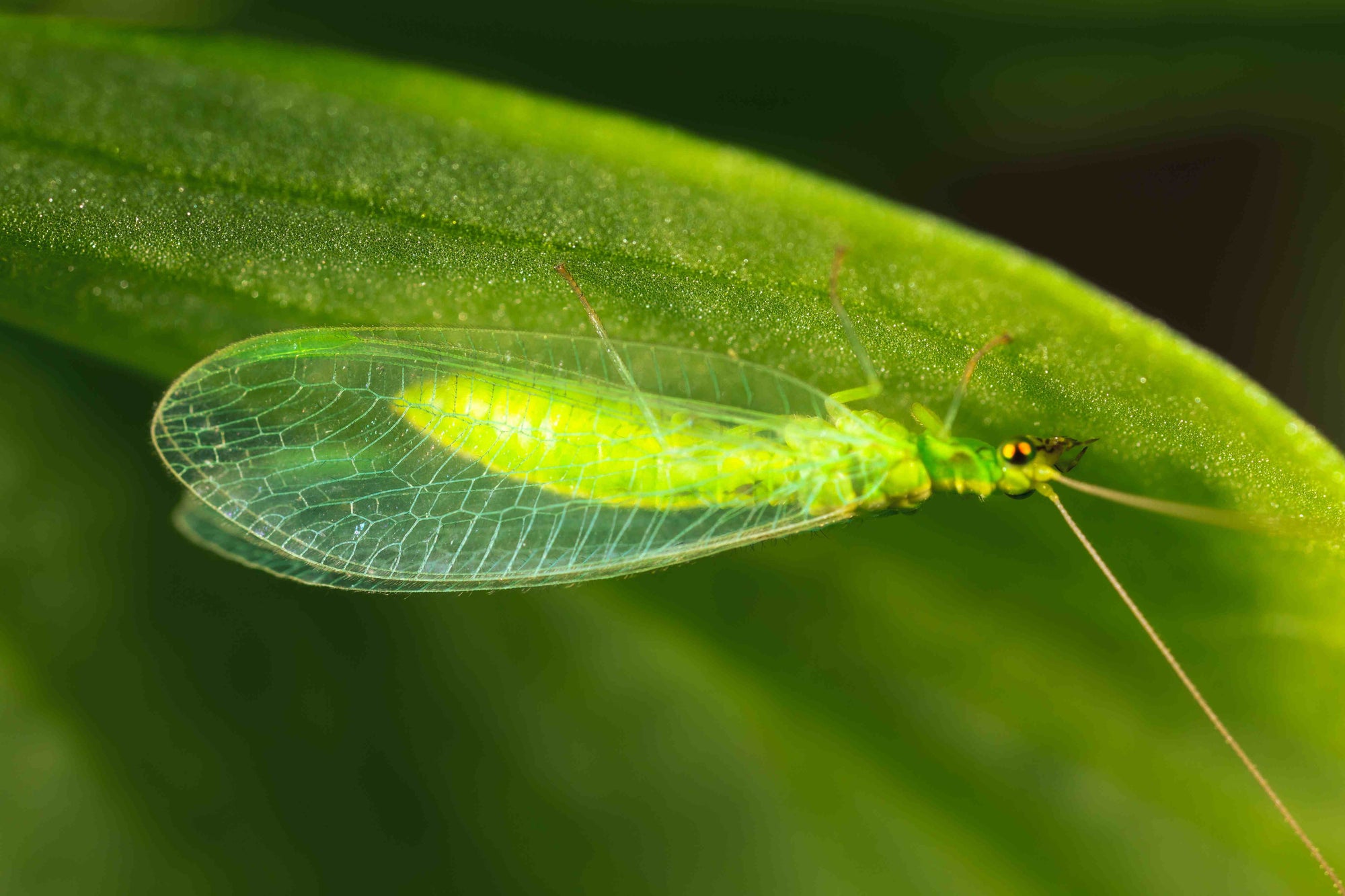 Green lacewing on a leaf with a blurred background