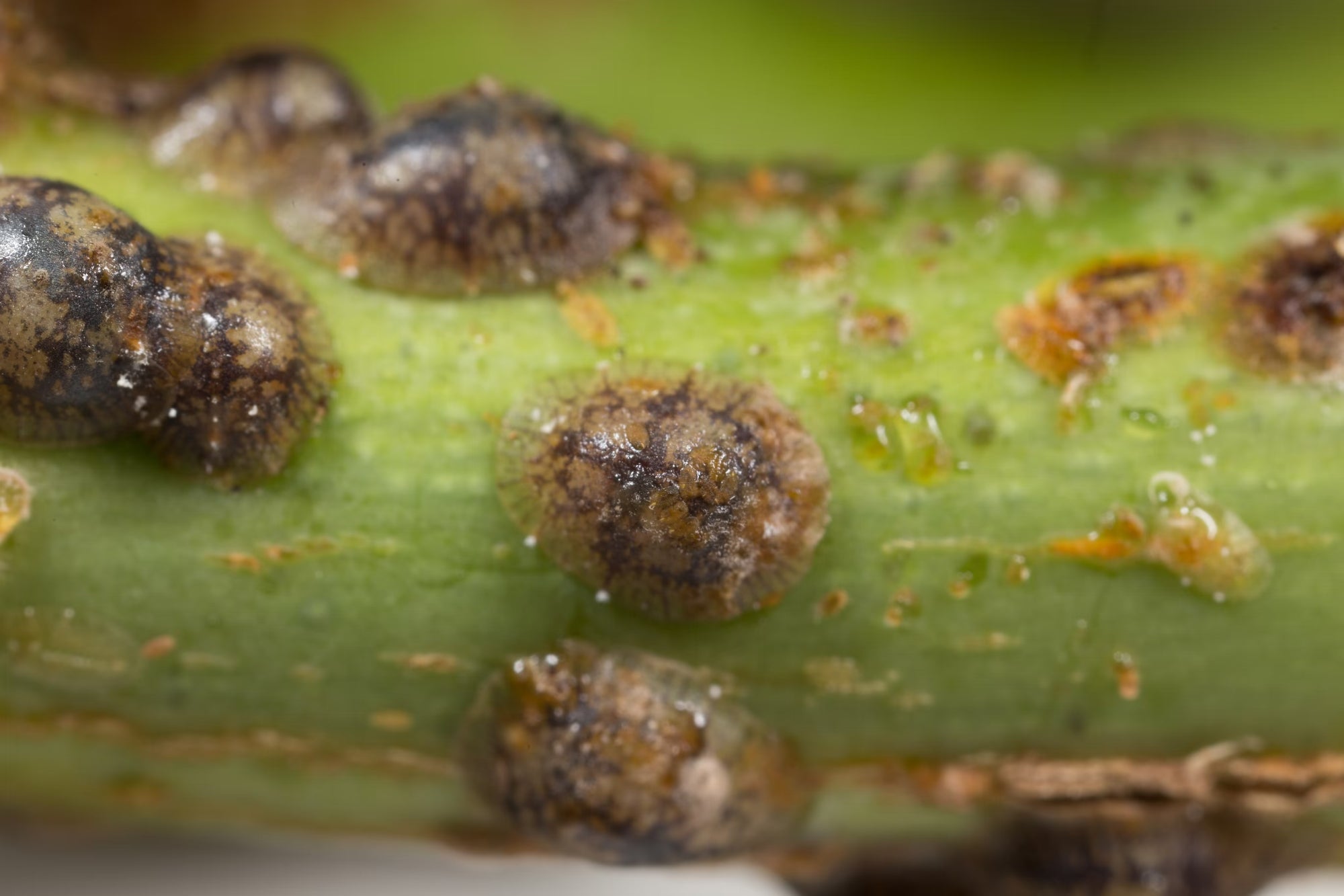 Close-up of brown soft scale on a plant stem