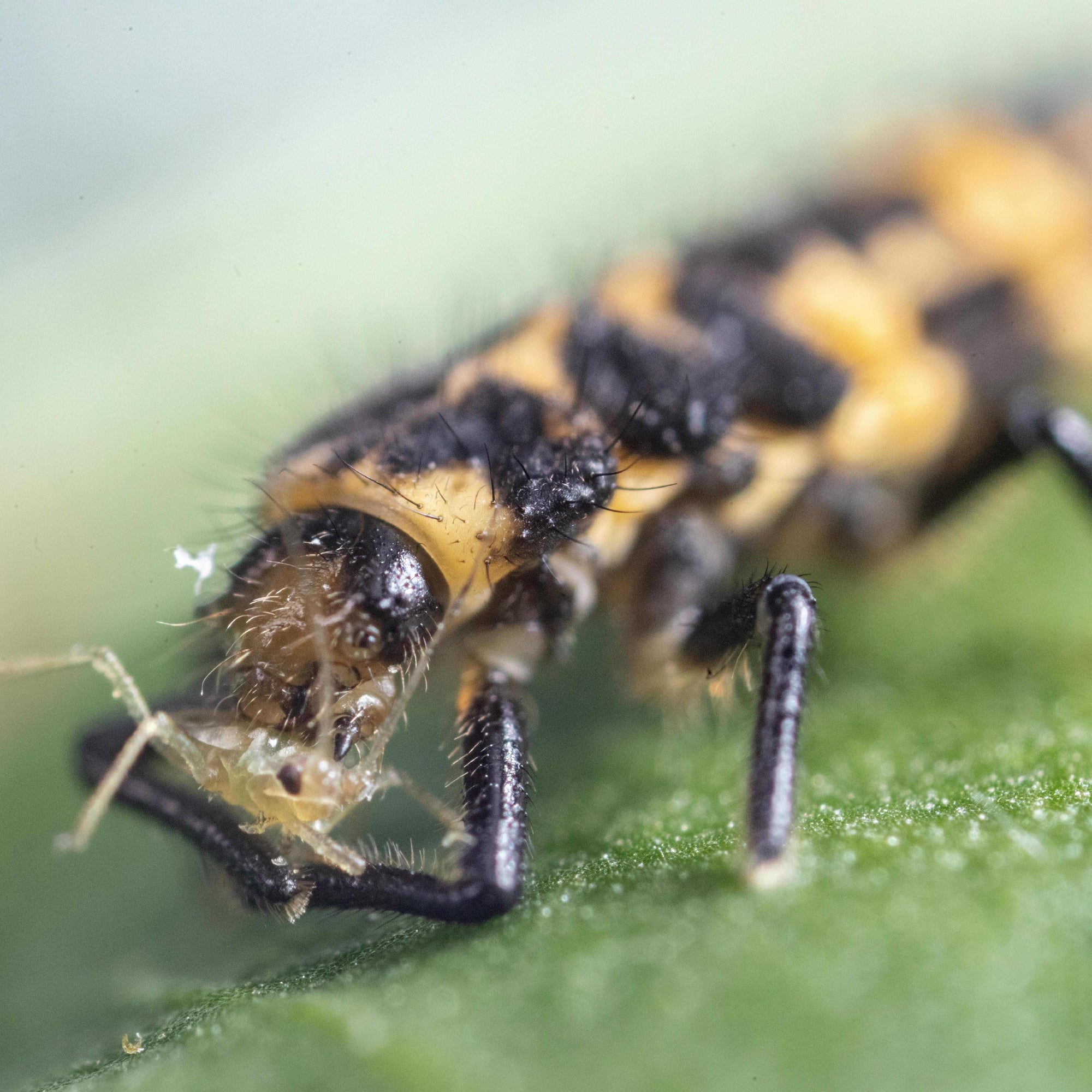 Close-up of a coleobug larva on a green leaf eating an aphid