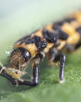 Close-up of a coleobug larva on a green leaf eating an aphid