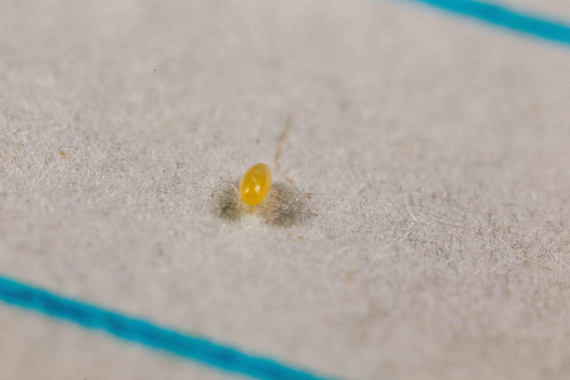 Small egg on a textured surface with blue lines