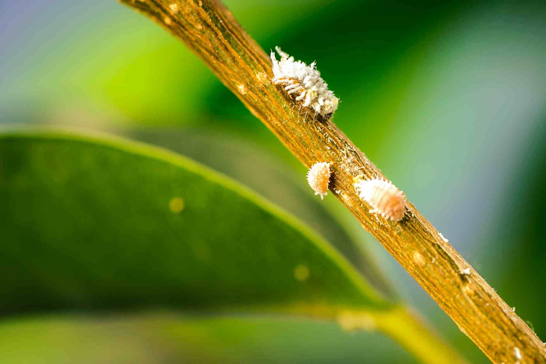 Insects on a branch with a blurred green background