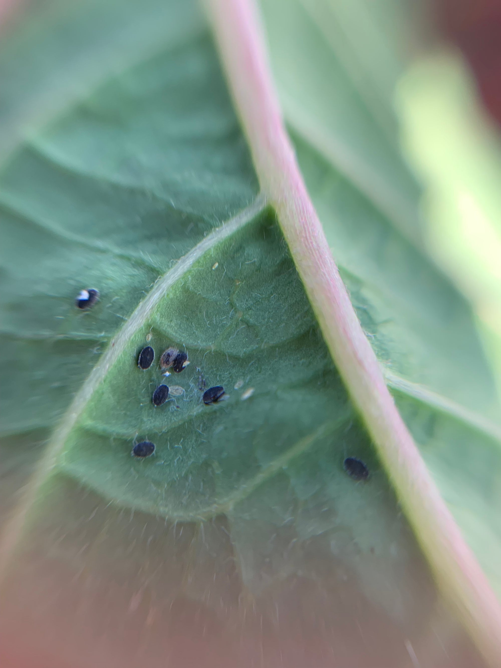 Parasitized Whitefly pupa by Encarsia formosa
