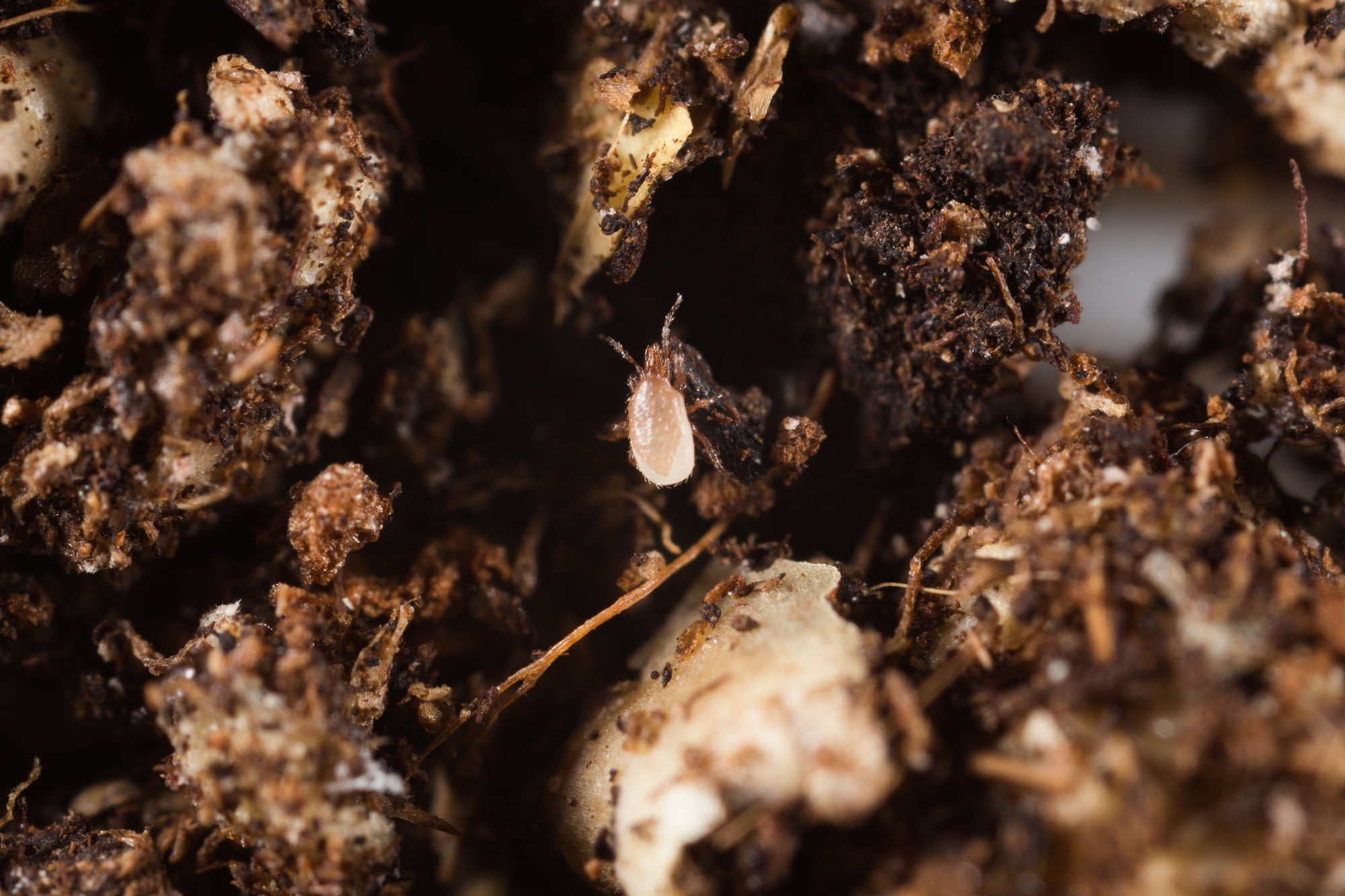 Stratiolaelaps scimitus dans un mélange hors sol