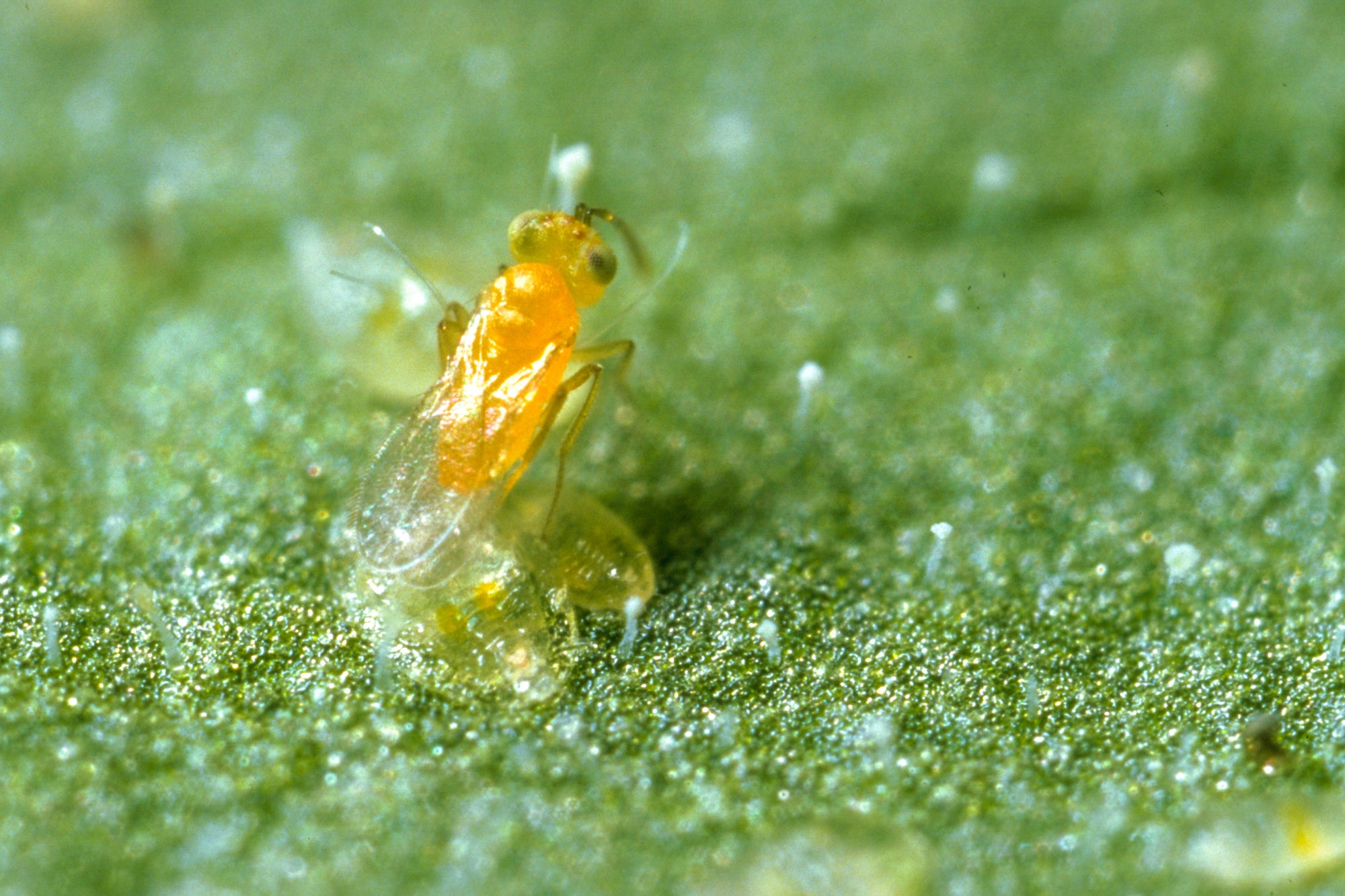 An adult Eretmocerus eremicus parasitizing a whitefly pupa. 