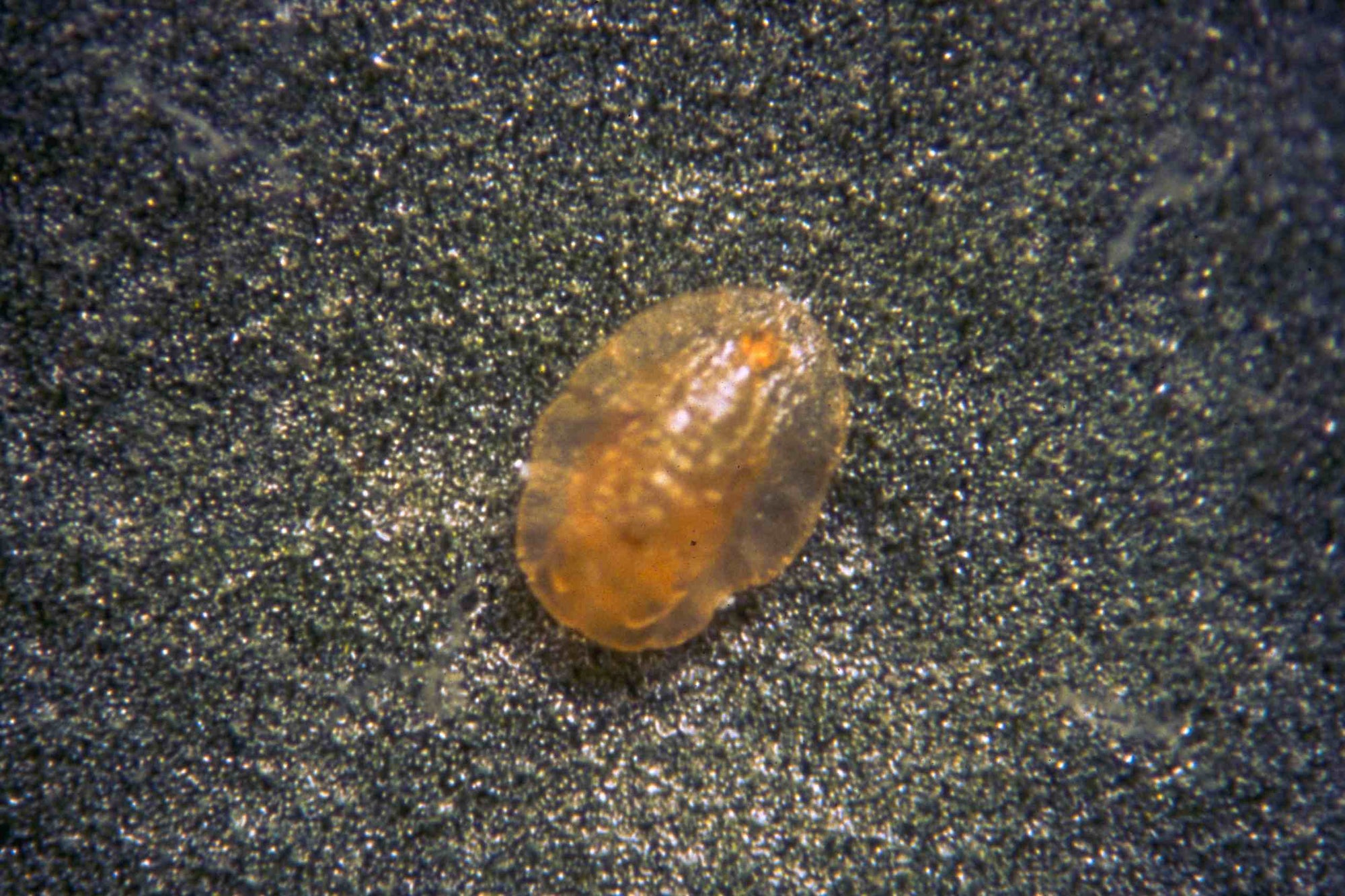 Small orange Eretmocerus eremicus pupa on a dark textured surface