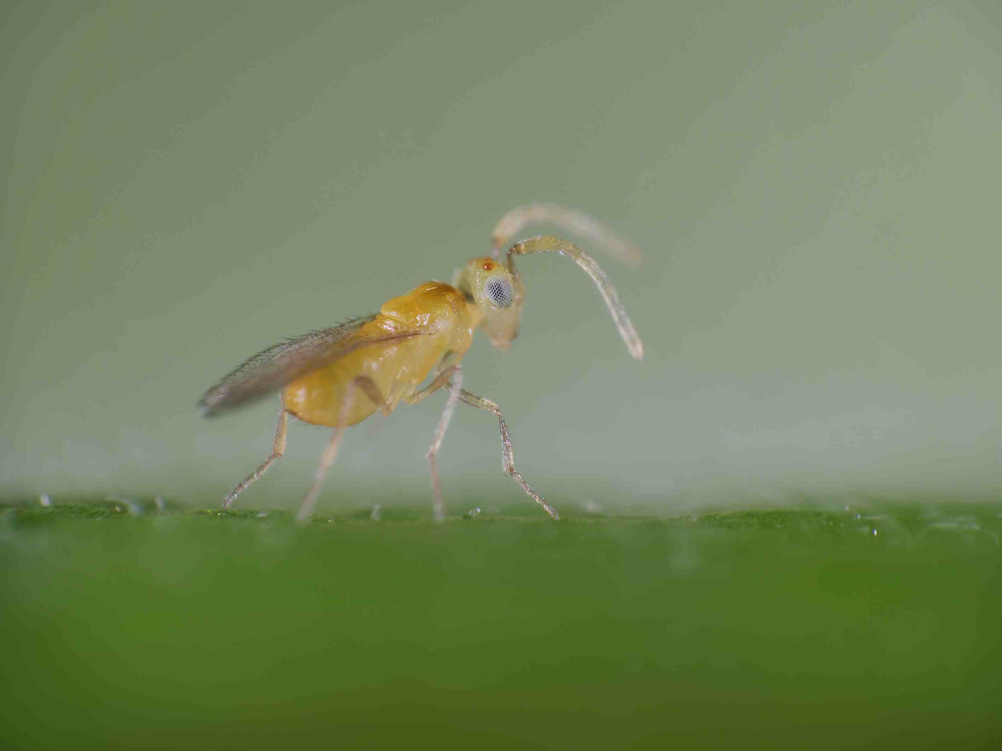 Yellow insect on a green leaf