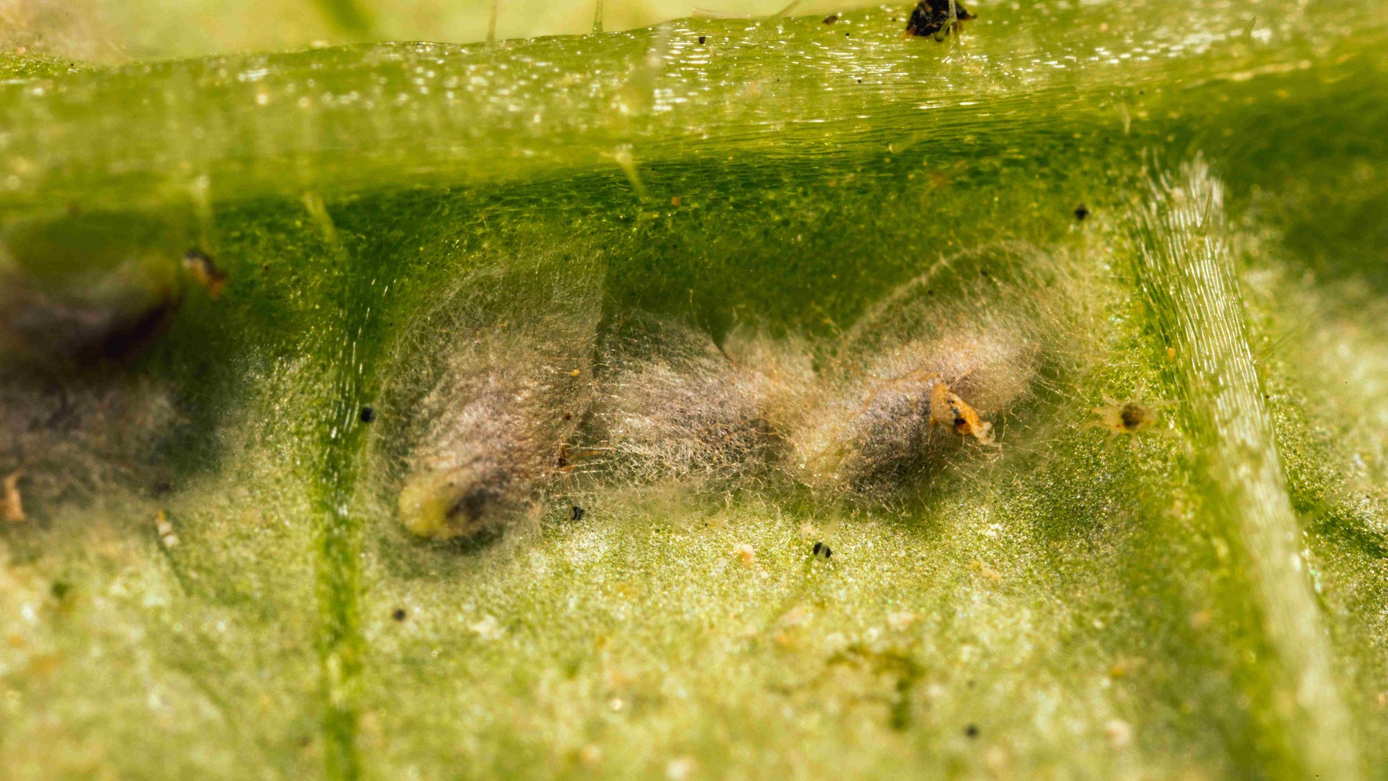 Close-up of pupae on a green leaf