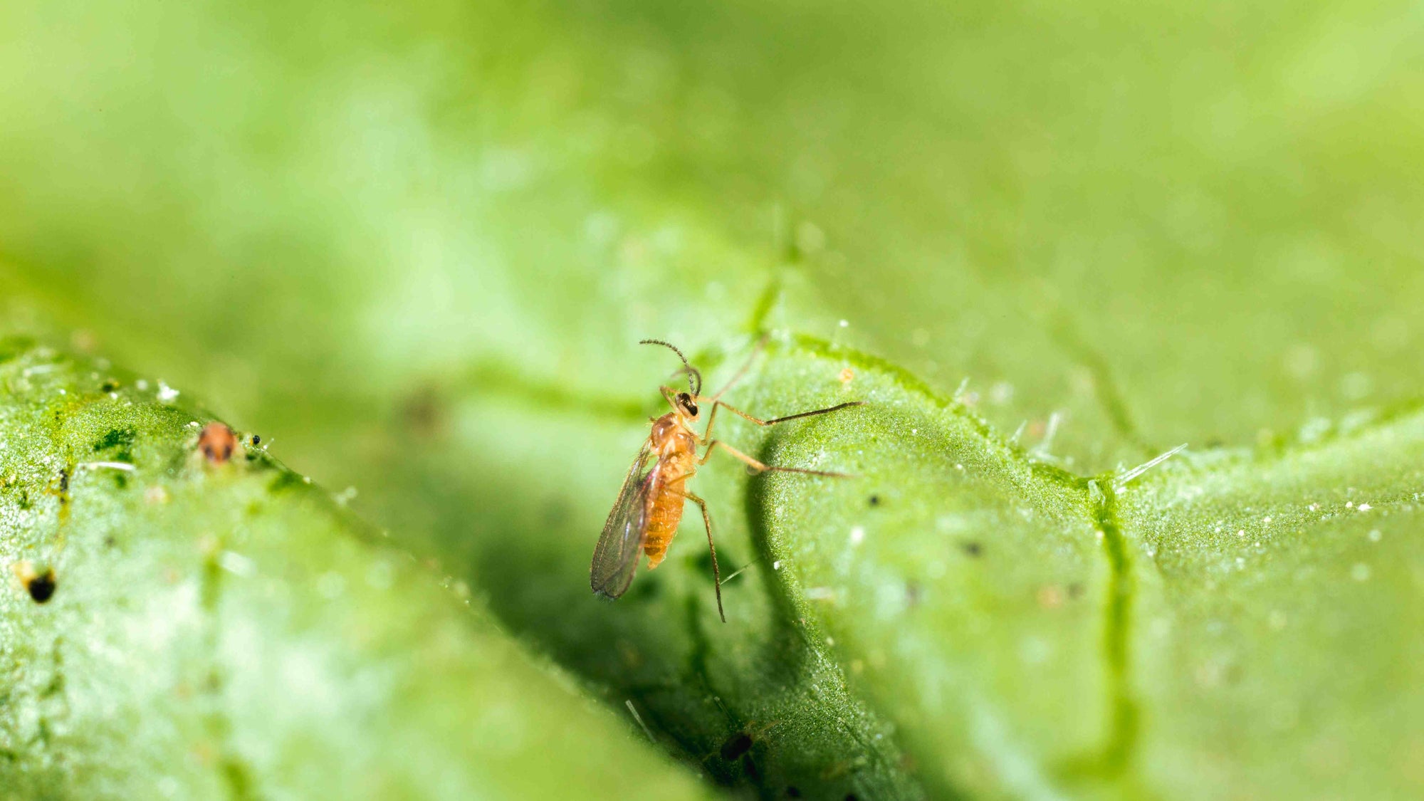 Small insect on a green leaf