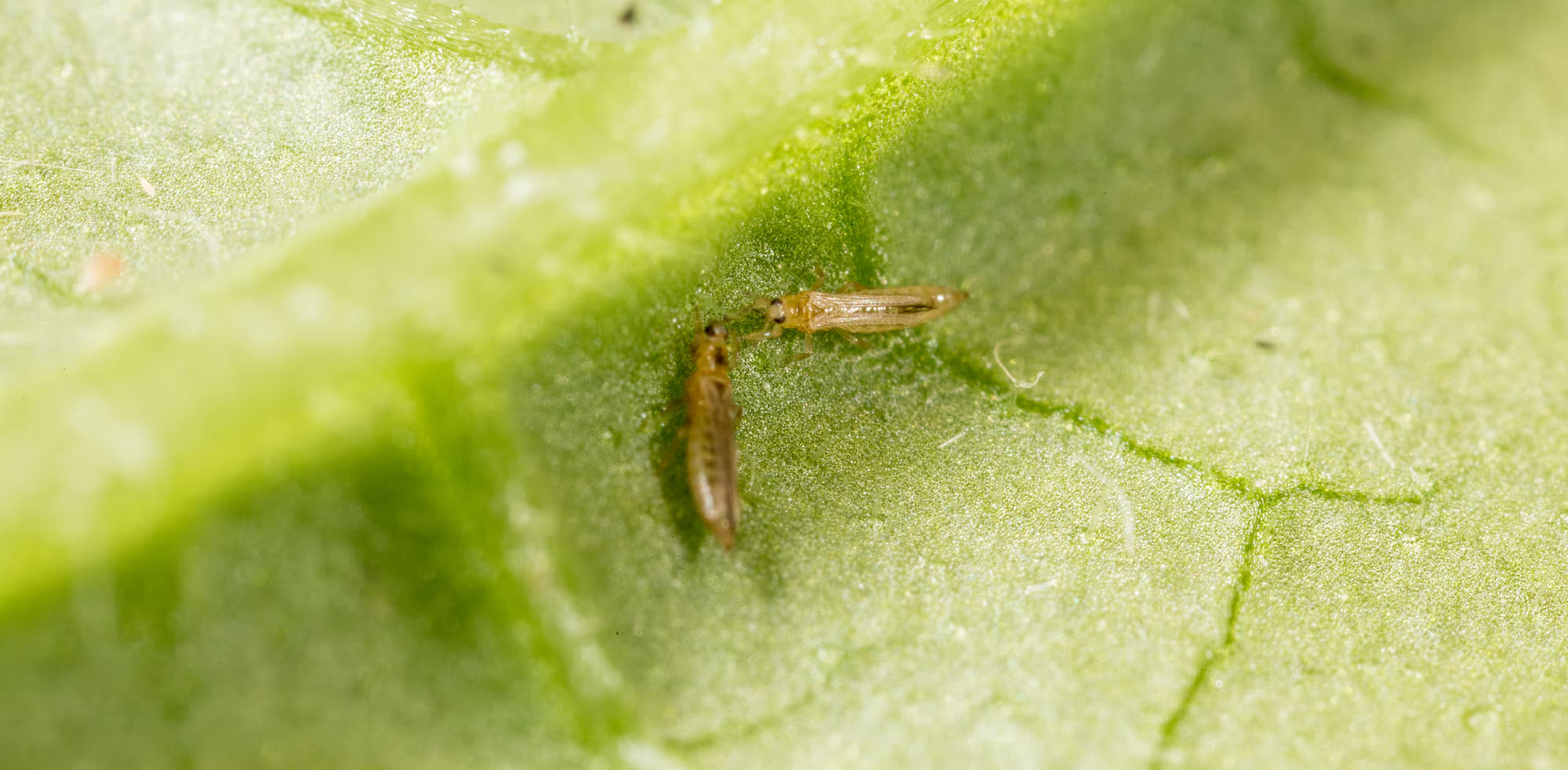 Two Western Flower Thrips on a green leaf