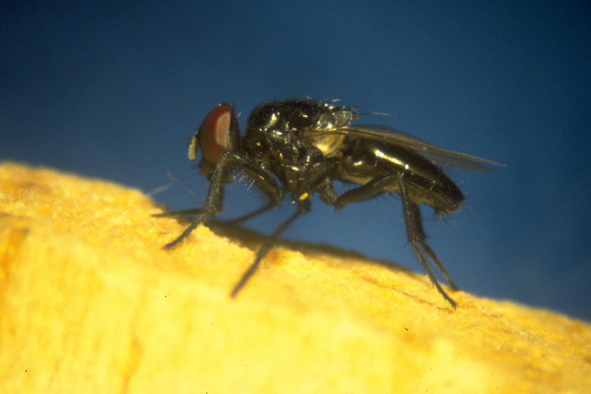 Fly on a yellow surface with a blue background
