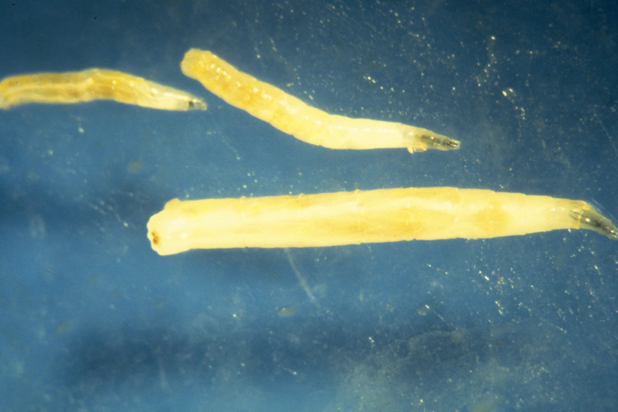 Three yellow larva on a blue background