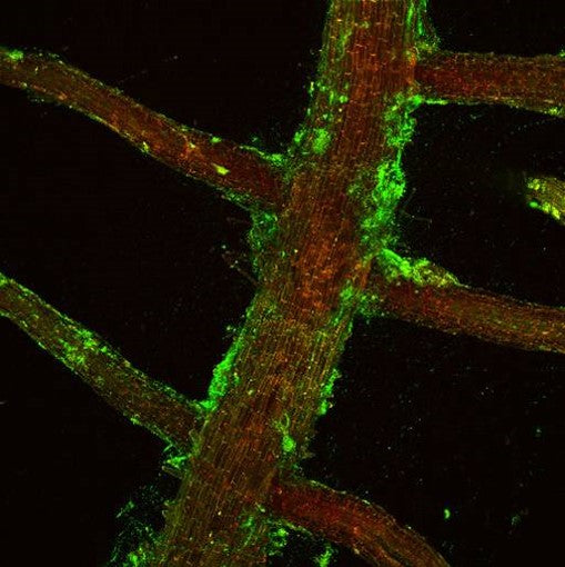 Close-up of roots with green fluorescence (Bacillus) on a black background