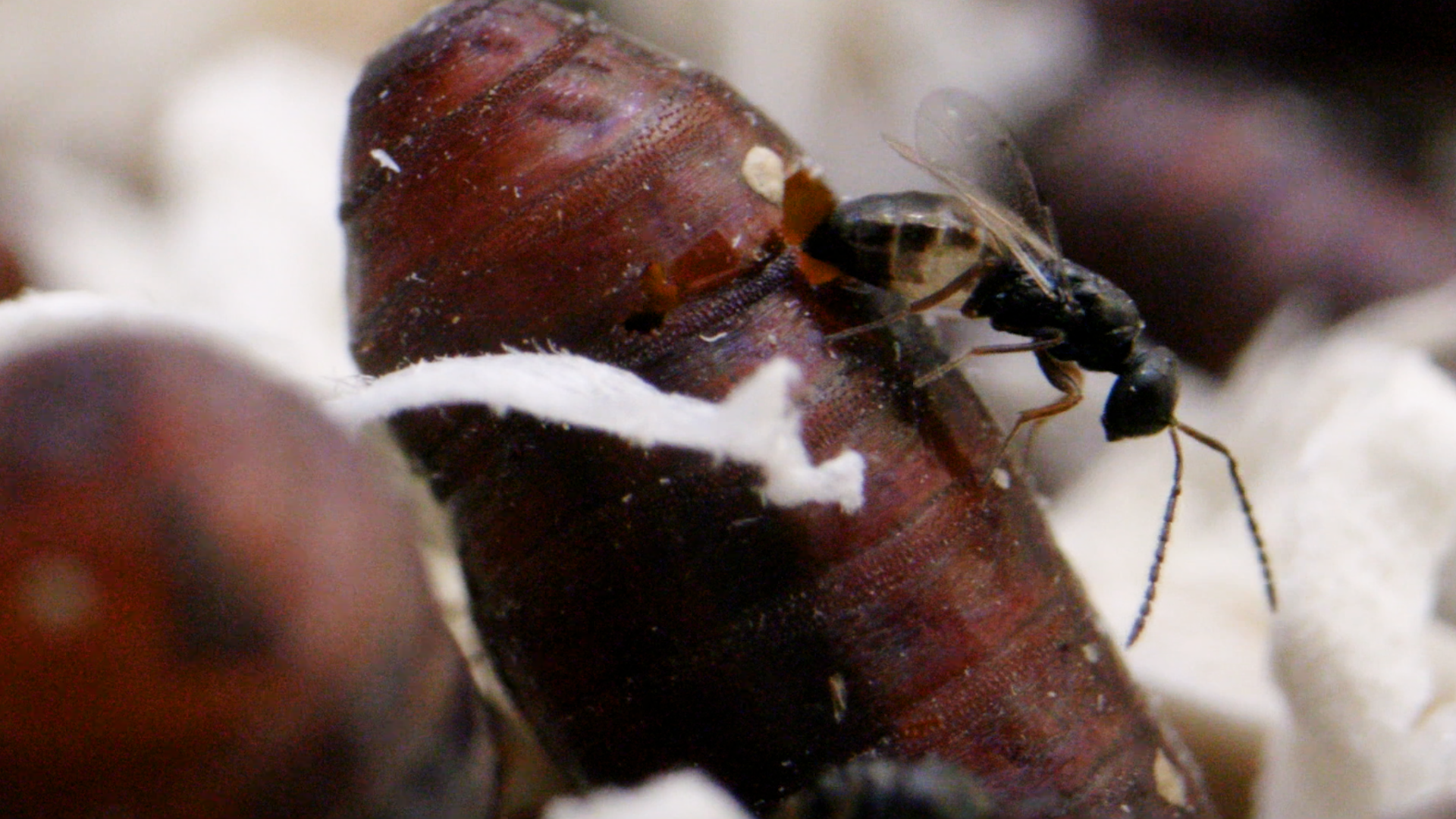 Muscidifurax raptorellus walking out of a fly pupae. 