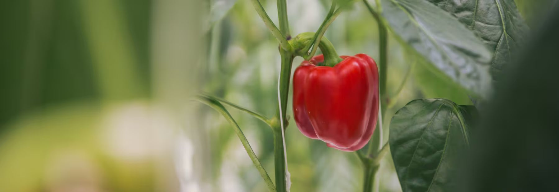 Red pepper growing on a plant with green leaves