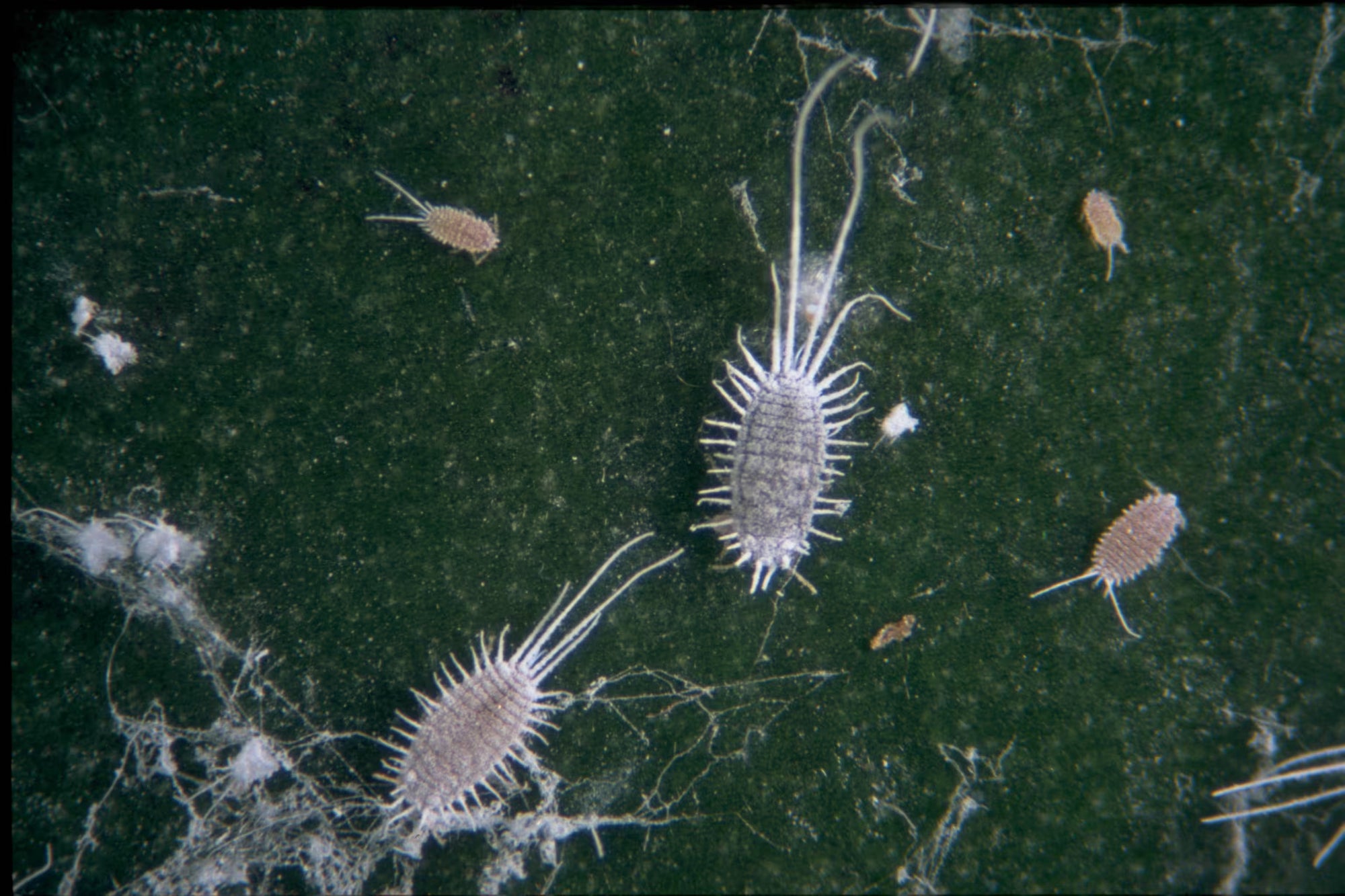 A close-up of long-tailed mealybugs on a dark background