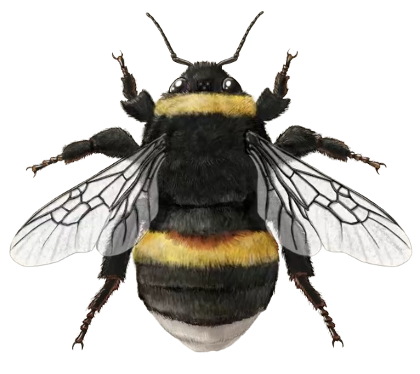 Illustration of a bee with black, yellow, and white colors on a white background