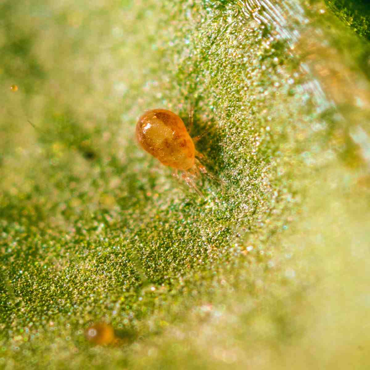 Spical predatory mite: Neoseiulus californicus 