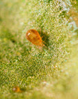 Spical predatory mite: Neoseiulus californicus 