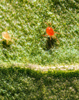 Un Phytoseiulus persimilis blanc et rouge 