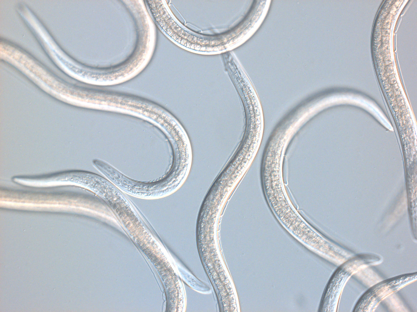 Gros plan sur des vers helminthes sur fond bleu clair