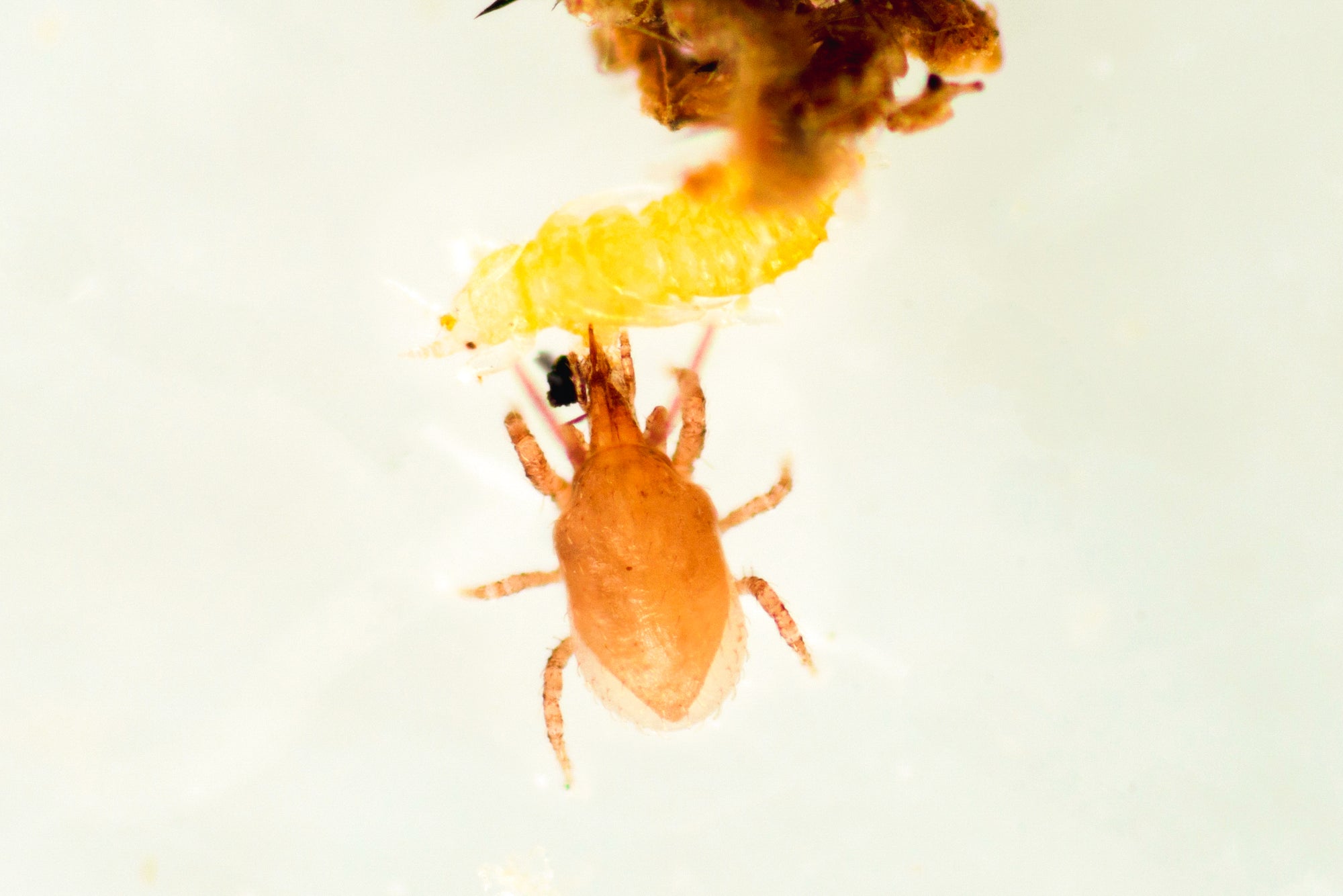 Stratiolaelaps scimitus sur fond blanc en train de manger une larve de thrips