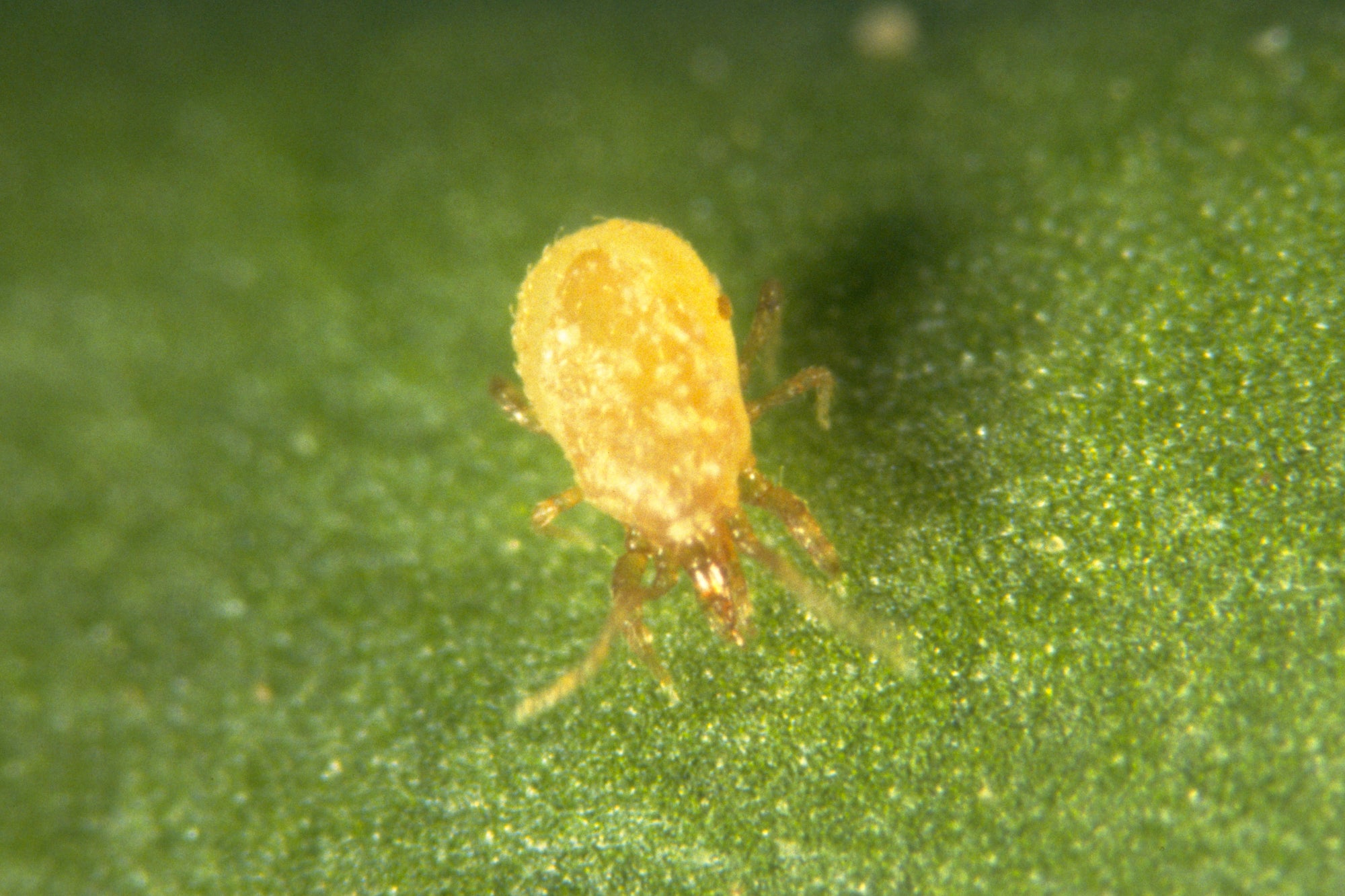 Stratiolaelaps scimitus sur une feuille verte
