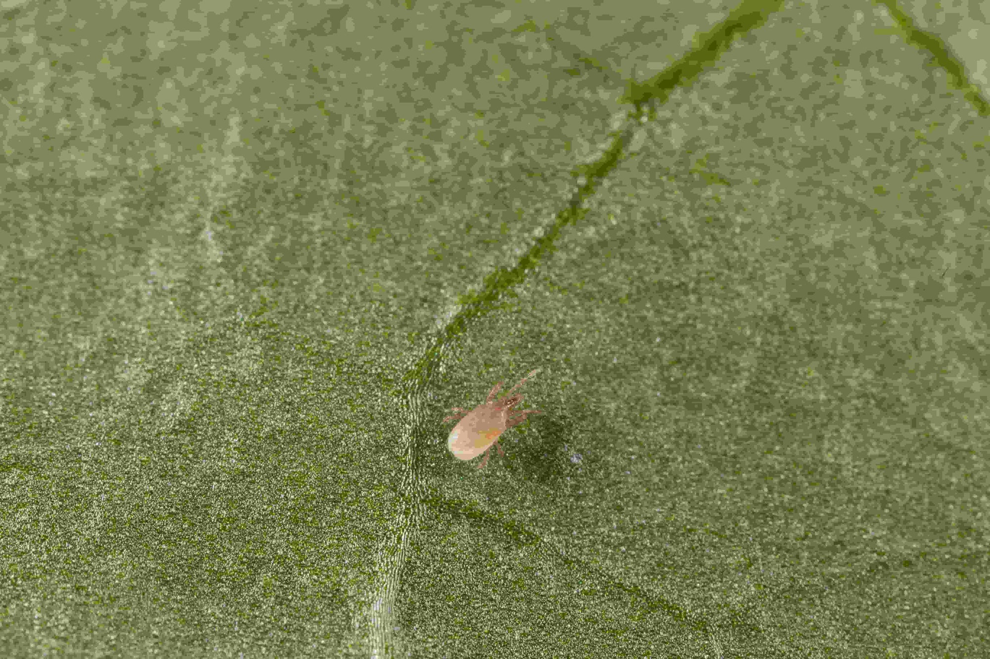Petit Stratiolaelaps scimitus sur une feuille verte