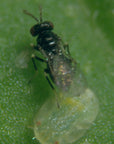 Tetrapar