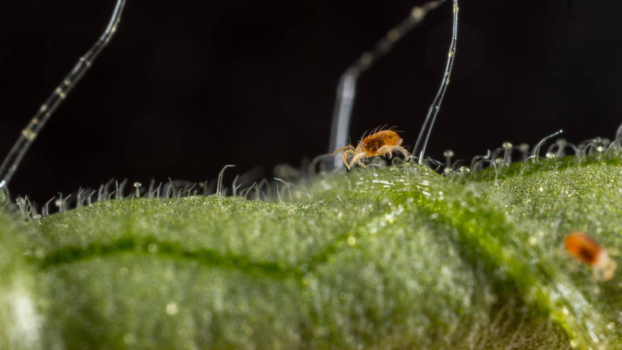 two-spotted spider mite on a green leaf with a dark background