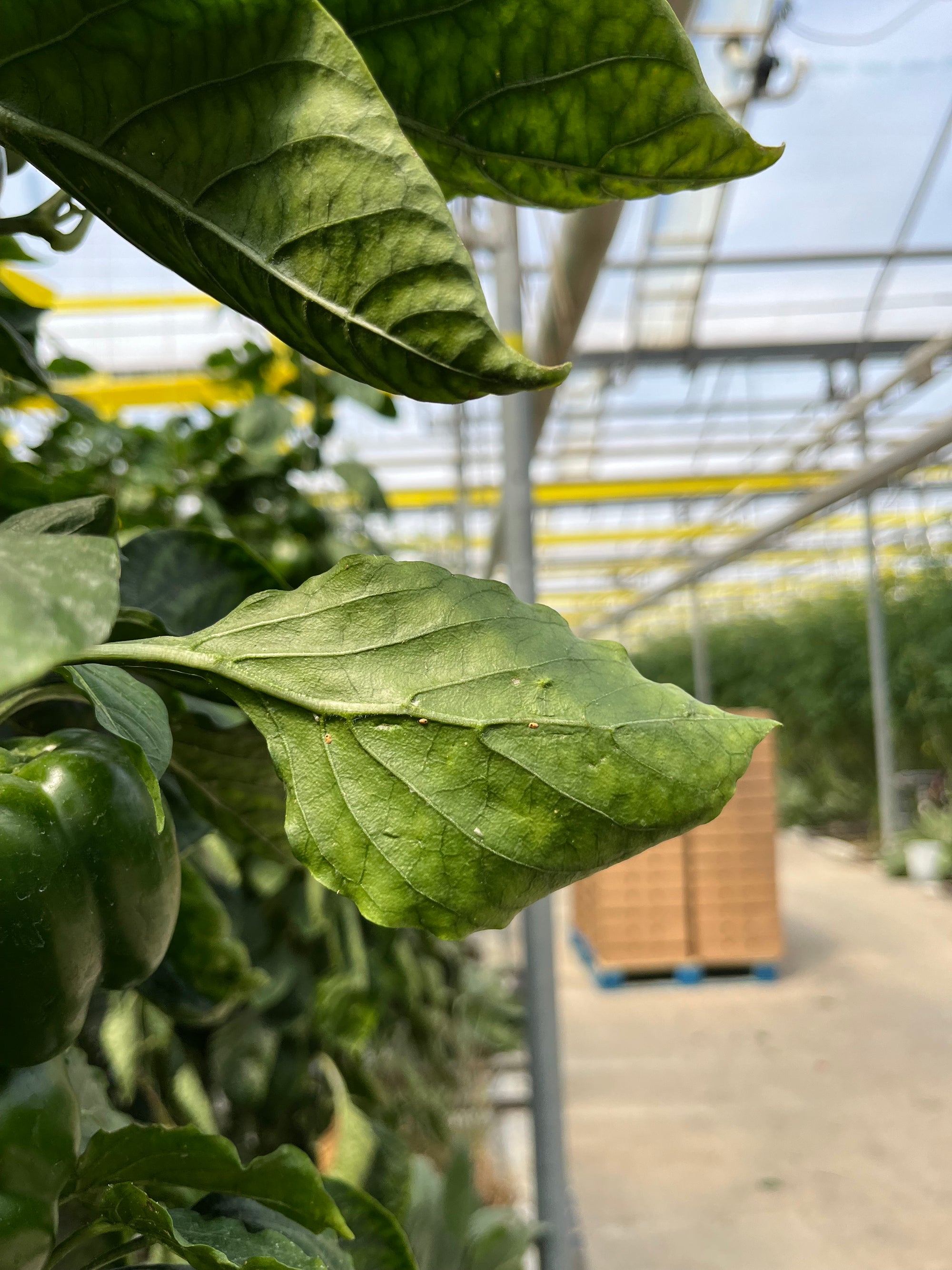 Close-up of green leaves with a blurred background of plants and structures